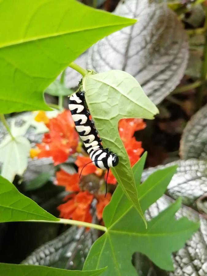 Cahuita Lodge Eksteriør billede