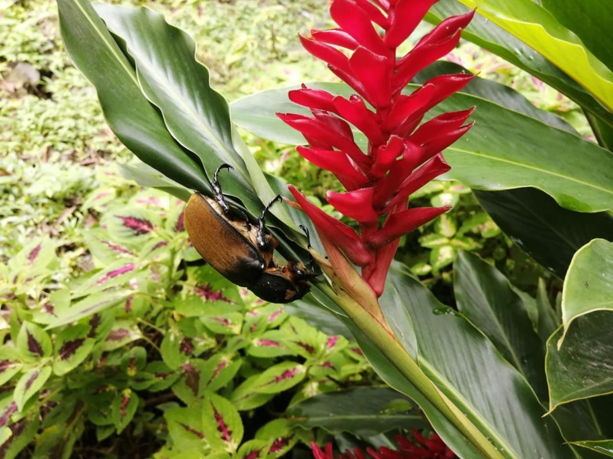 Cahuita Lodge Eksteriør billede